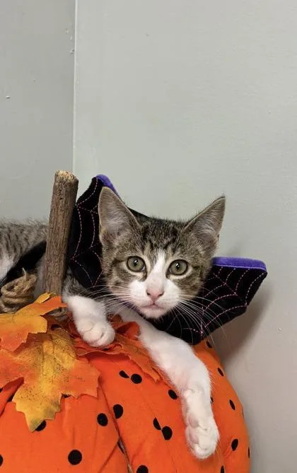 A baby medium-sized female Domestic Short Hair cat named Harmony for adoption in Picayune, MS