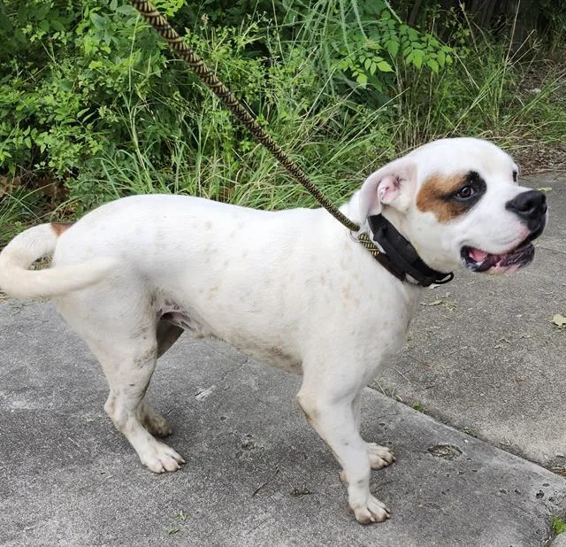 A young large-sized male Boxer dog named Champ for adoption in San Antonio, TX
