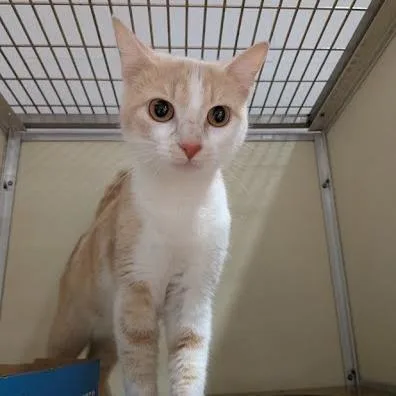 A young small-sized female Buff / Tan / Fawn Domestic Short Hair cat named Sandy for adoption in Jeffersonville, IN