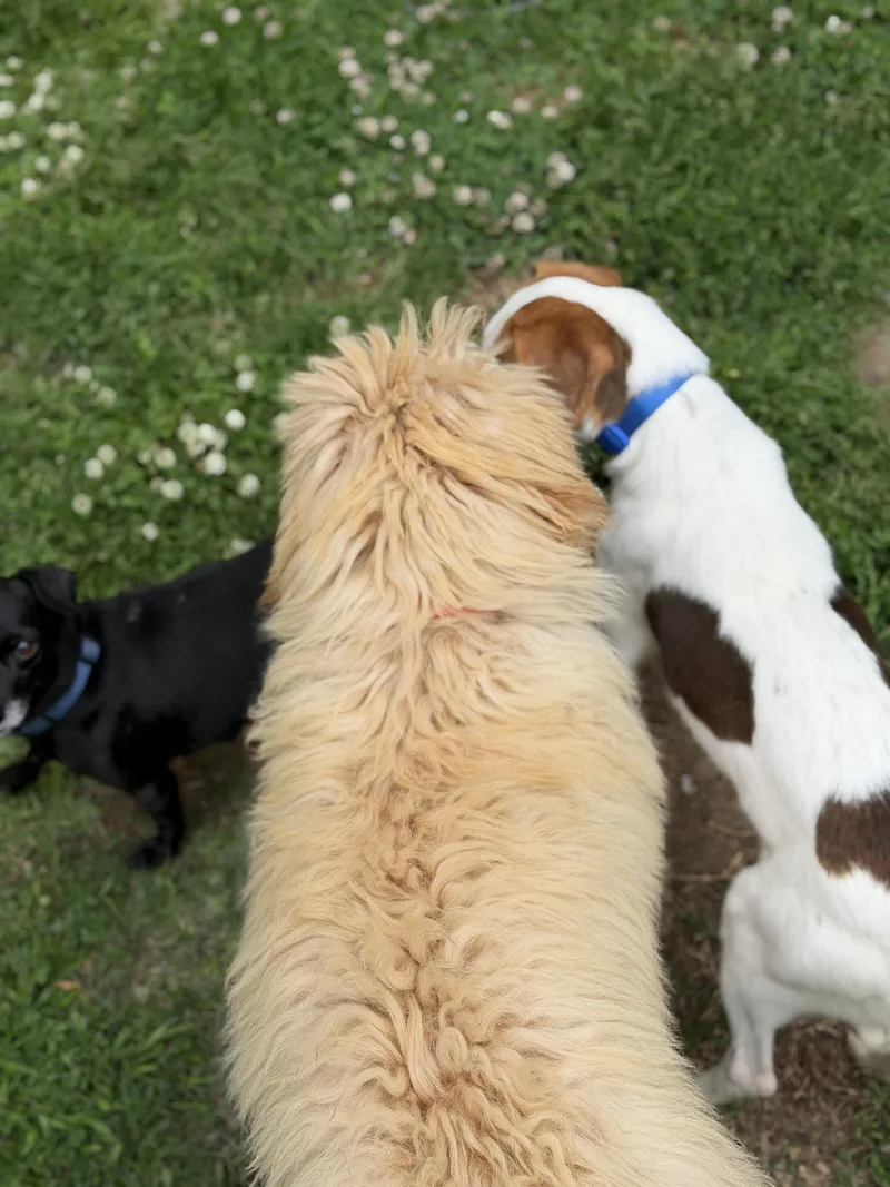 Toffee thumbnail 3