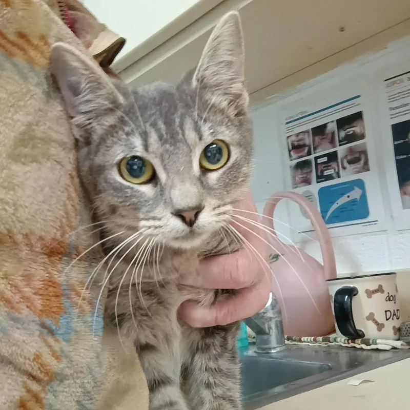 A baby small-sized female Gray / Blue / Silver Domestic Short Hair cat named Ruby for adoption in Ardmore, OK