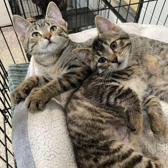 A baby small-sized female Domestic Short Hair cat named Freya for adoption in Jackson, MI