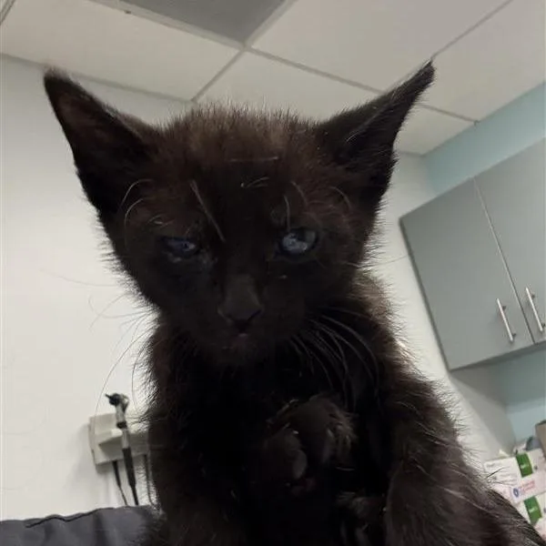 A baby small-sized male Black Domestic Short Hair cat named Goomba for adoption in Jacksonville, FL