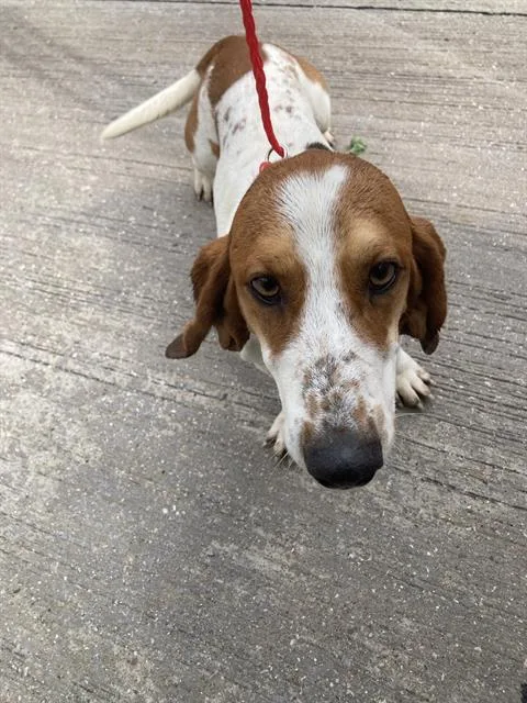A young medium-sized male Mixed Breed dog named Sax for adoption in Dallas, TX