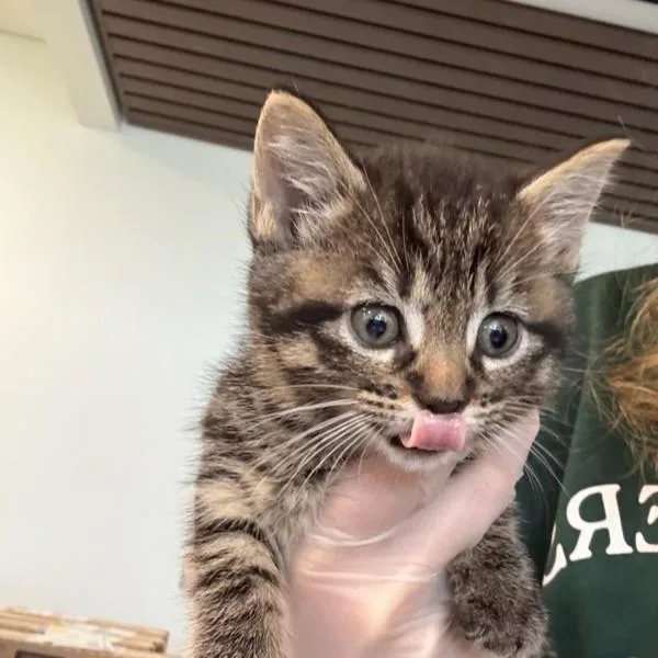 A baby small-sized female Domestic Short Hair cat named Deming for adoption in Des Moines, IA