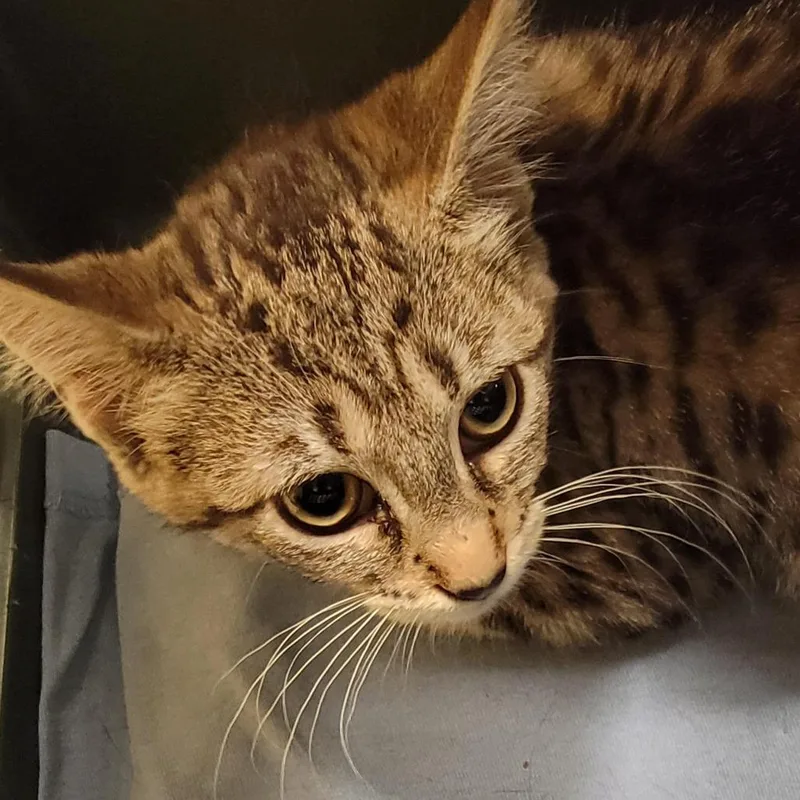 A baby small-sized female Brown / Chocolate Domestic Short Hair cat named Honeysuckle for adoption in Baltimore, MD