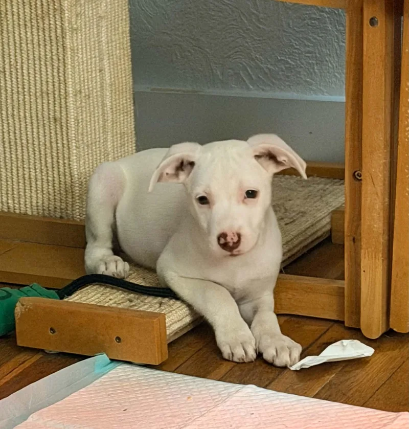 A baby medium-sized female Labrador Retriever dog named Polly for adoption in Grand Rapids, MI