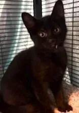 A baby medium-sized female Black Domestic Short Hair cat named Dora for adoption in Battle Creek, MI