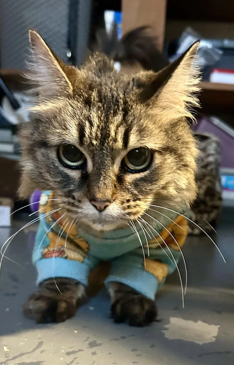 An adult small-sized female Domestic Long Hair cat named Rosie for adoption in Cincinnati, OH