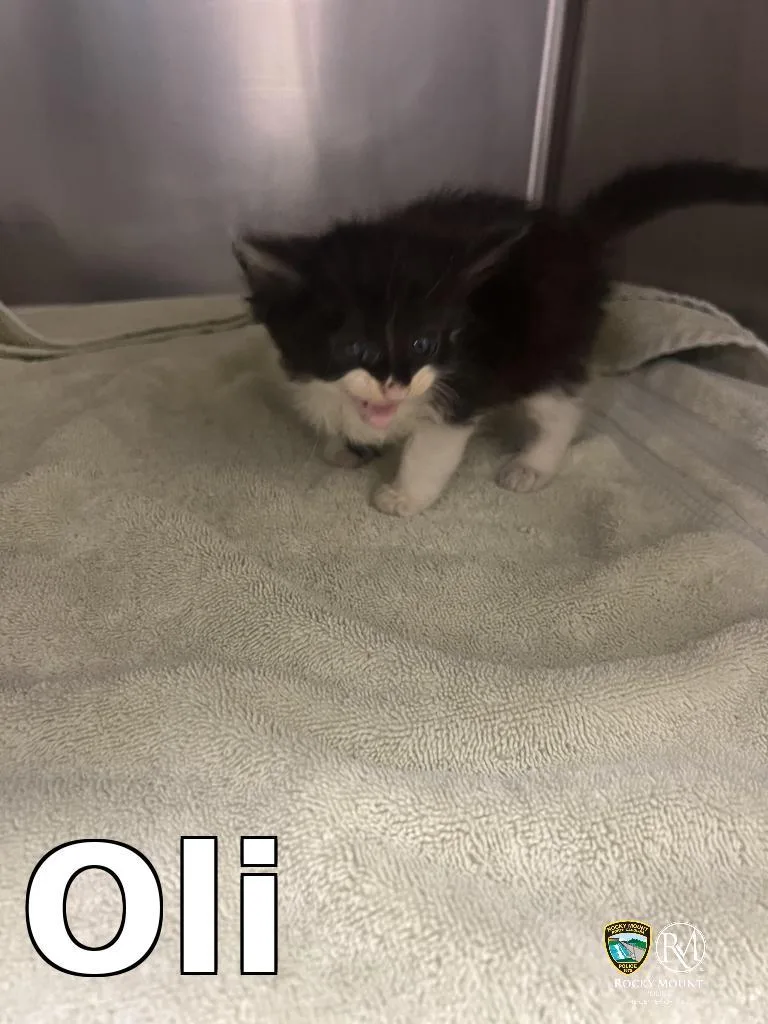 A baby medium-sized male Domestic Short Hair cat named Oli for adoption in Rocky Mount, NC