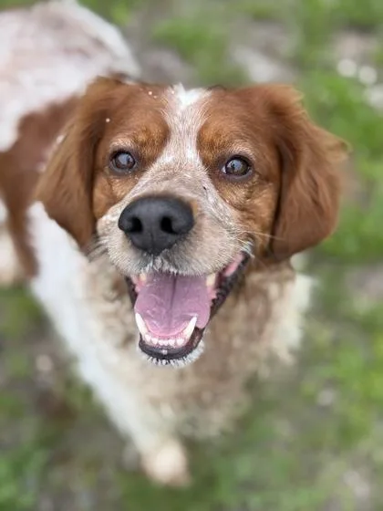 Oscar