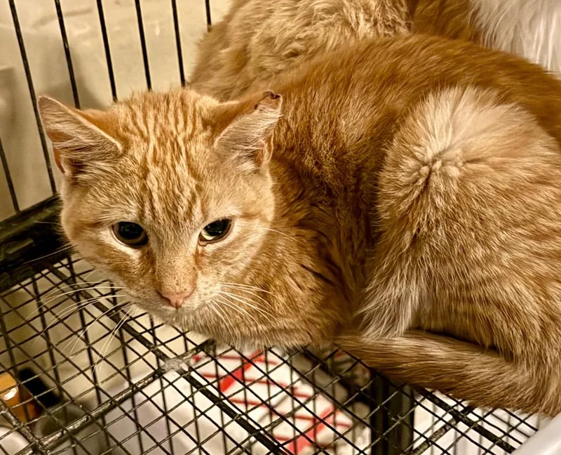 A young large-sized male Domestic Short Hair cat named Aldus for adoption in Augusta, GA