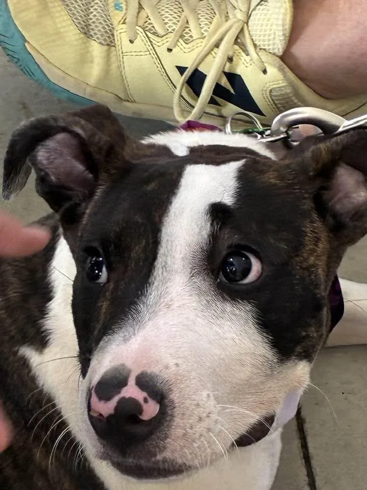A baby large-sized male Pit Bull Terrier dog named Gator for adoption in Pompano Beach, FL