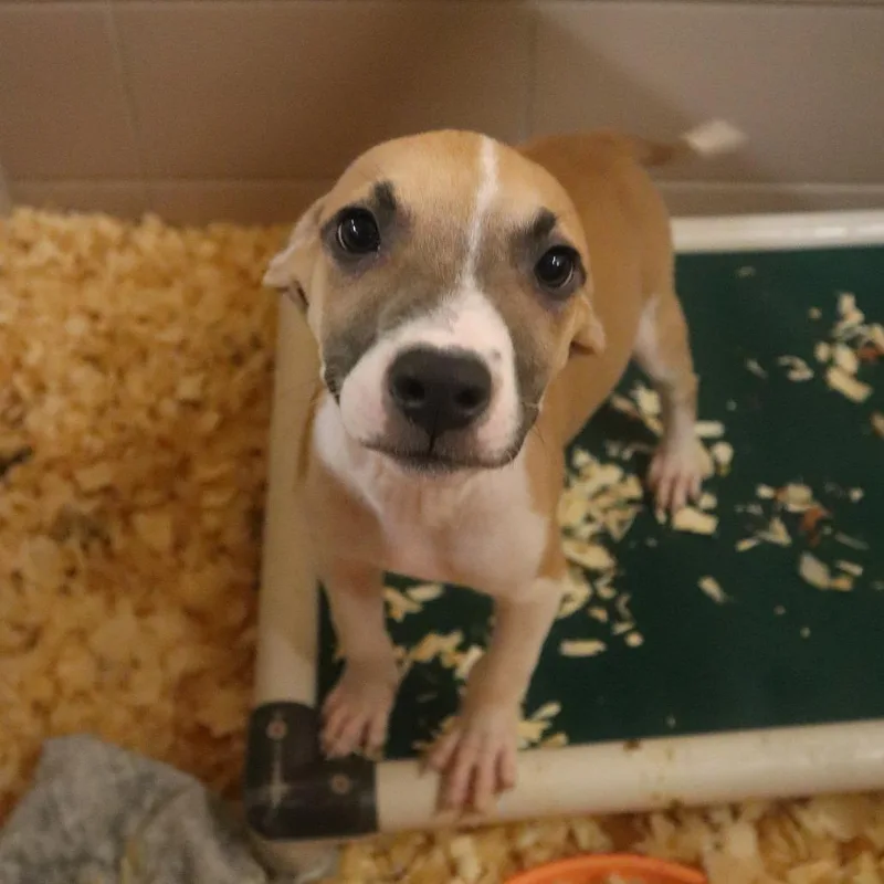 A baby small-sized male Yellow / Tan / Blond / Fawn Mixed Breed dog named Goose for adoption in Waukesha, WI