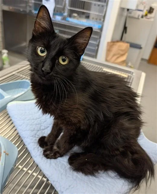 A young small-sized female Domestic Medium Hair cat named Axel for adoption in Olivehurst, CA