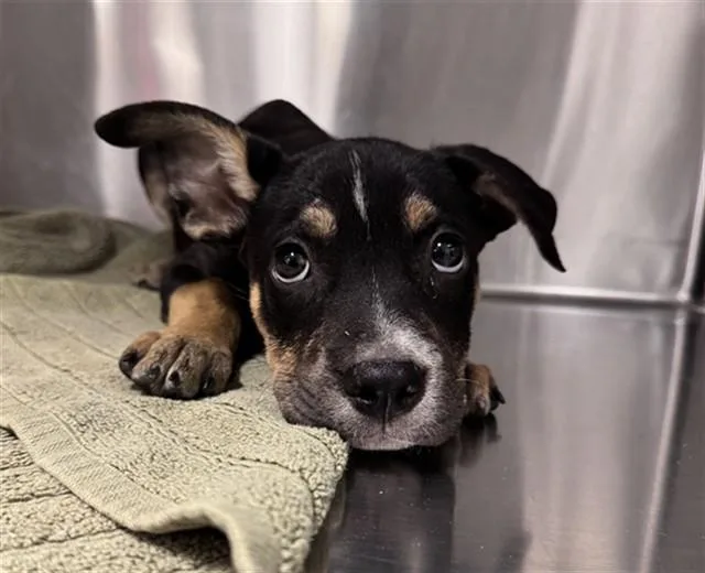 A baby small-sized female Pit Bull Terrier dog named Stella for adoption in Riverside, CA