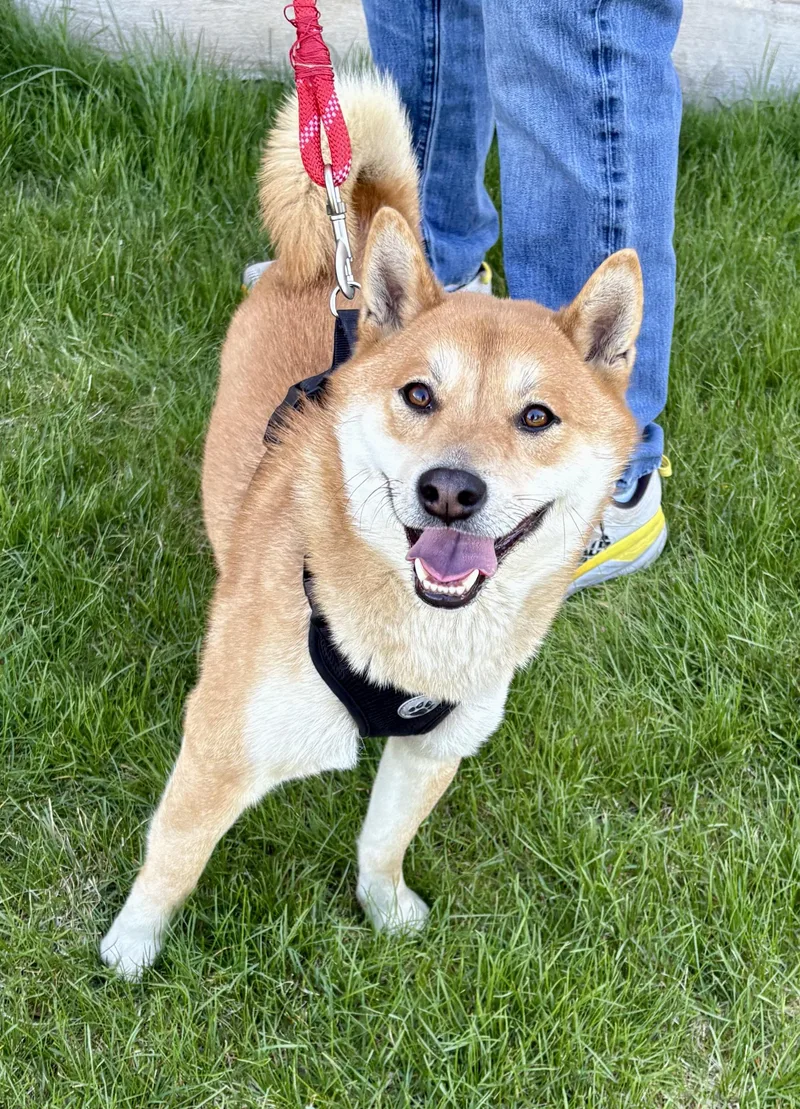 A young medium-sized male Yellow / Tan / Blond / Fawn Shiba Inu dog named Petey for adoption in Warren, NJ