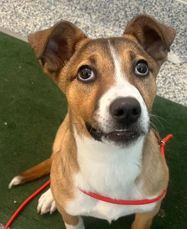 A young medium-sized female Shepherd dog named Scarlet for adoption in Golden, CO