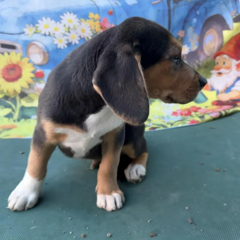 A baby small-sized male Black Beagle dog named Scout for adoption in Aledo, TX