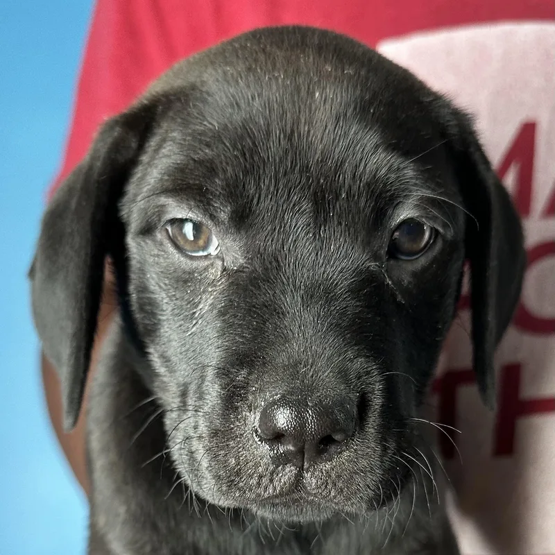 Ava  Local April thumbnail 2