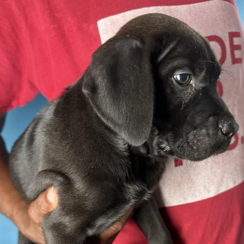 Ava  Local April thumbnail 3