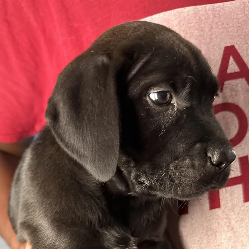 Ava  Local April thumbnail 4