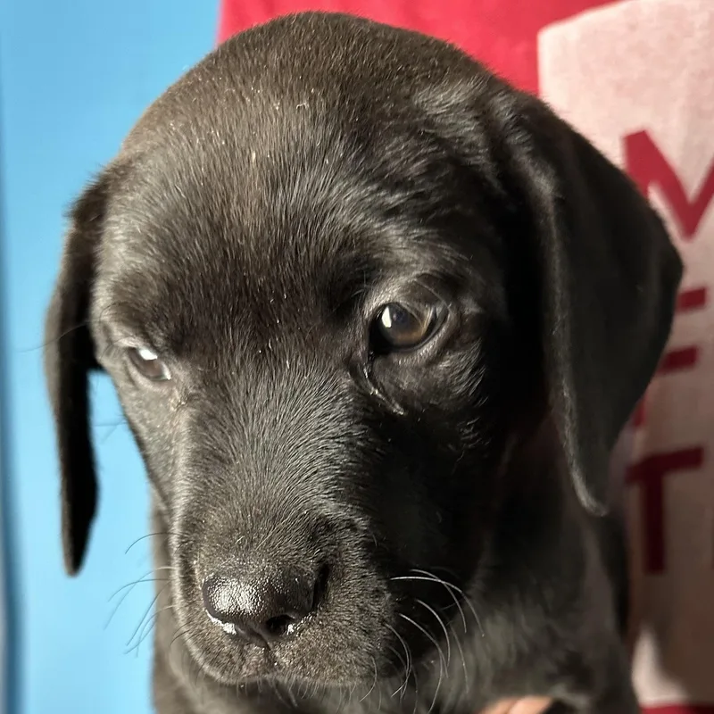 Ava  Local April thumbnail 5