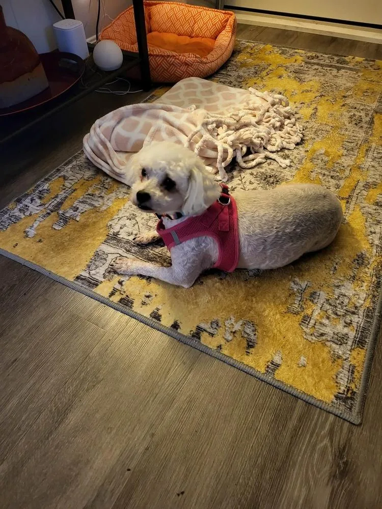 An adult small-sized female White / Cream Bichon Frise dog named Claudette for adoption in Middletown, CT