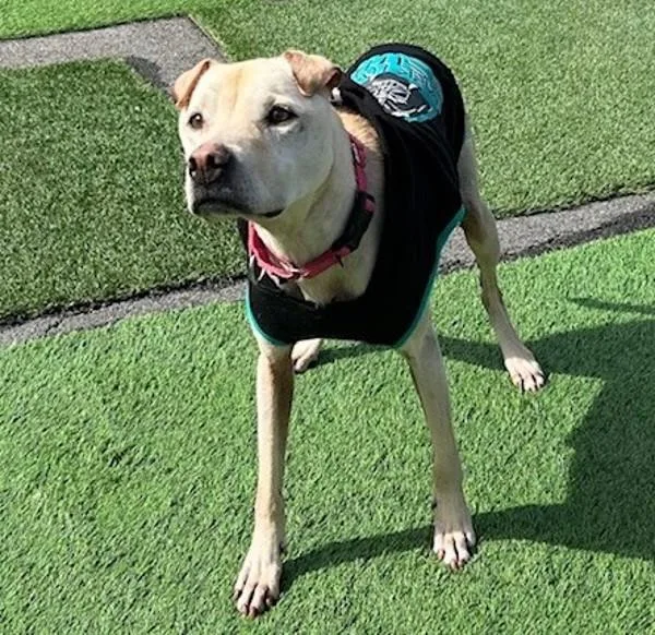 A senior medium-sized female Shar-Pei dog named Kayden for adoption in Oceanside, CA