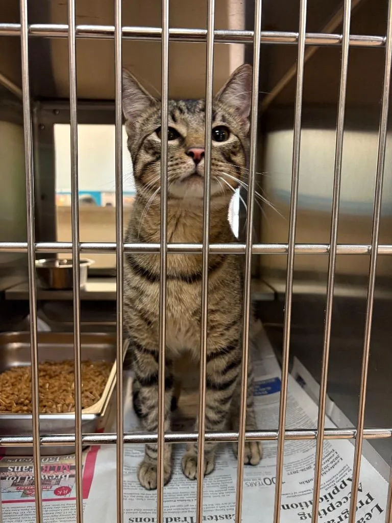 A young medium-sized male Tabby cat named Fluffie for adoption in Nacogdoches, TX