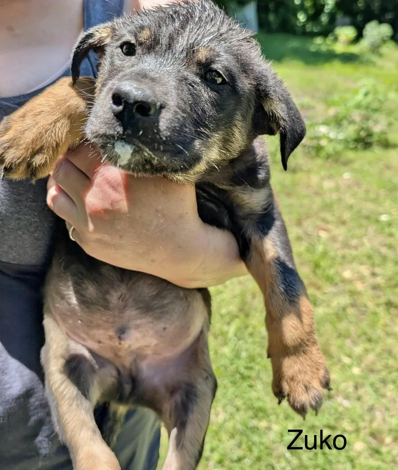 A baby medium-sized male Shepherd dog named Zuko for adoption in Manchester, CT
