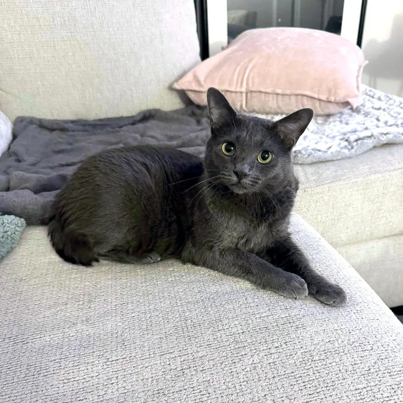 A young medium-sized female Gray / Blue / Silver Domestic Short Hair cat named Sage Briar for adoption in Apex, NC