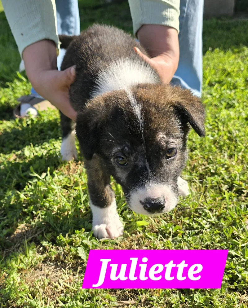 Juliette