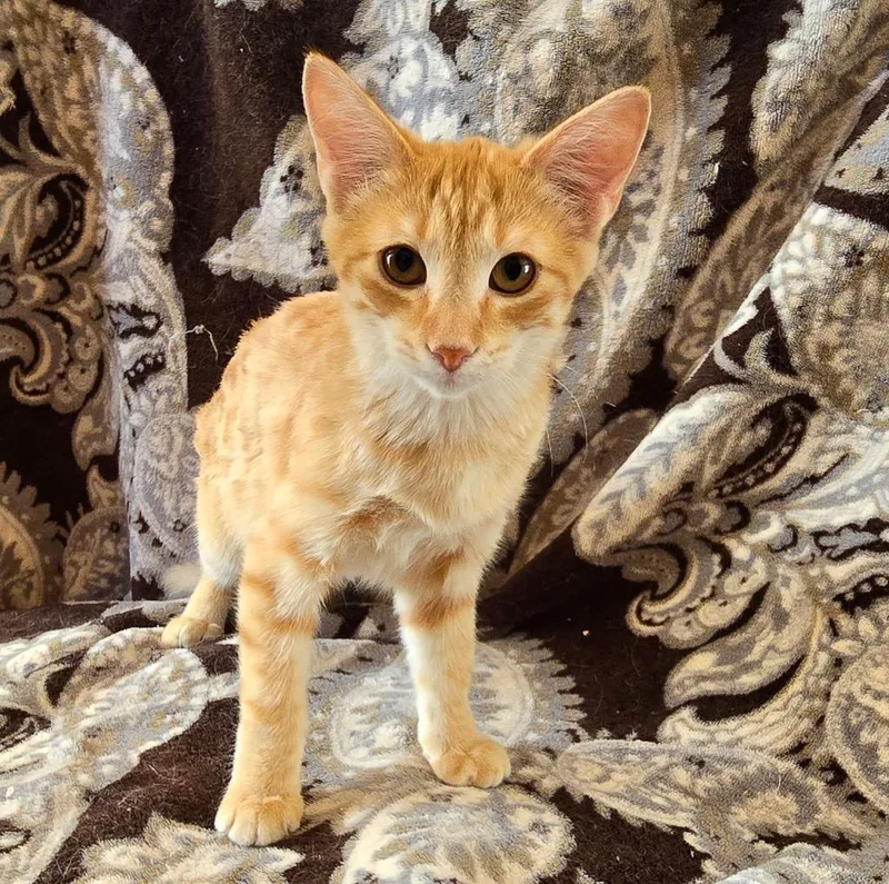 Orangesicle thumbnail 2