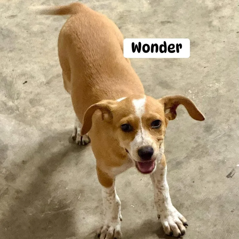 Wonder