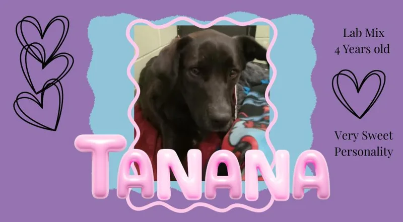 An adult medium-sized female Black Labrador Retriever dog named Tanana for adoption in Little Falls, MN