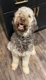 A young large-sized male Goldendoodle dog named Bo for adoption in Longwood, FL