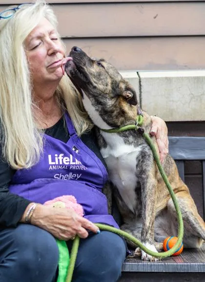 An adult large-sized female Mixed Breed dog named Sutton for adoption in Chamblee, GA