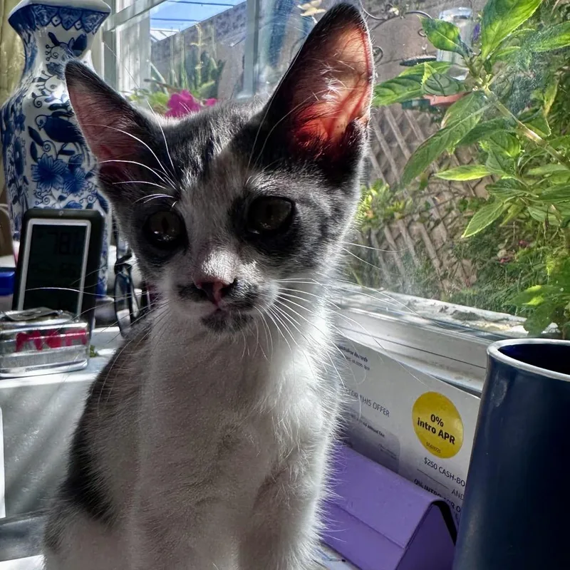 A baby small-sized female Tortoiseshell Domestic Medium Hair cat named Fox for adoption in Westminster, CA
