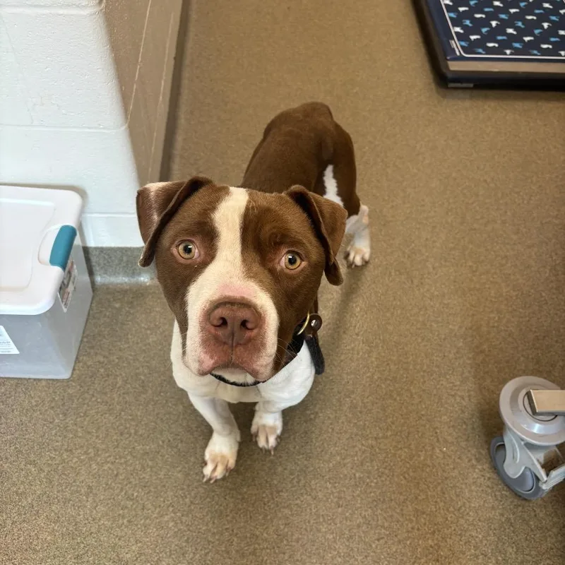 An adult medium-sized male Red / Chestnut / Orange Pit Bull Terrier dog named Chuck for adoption in Council Bluffs, IA