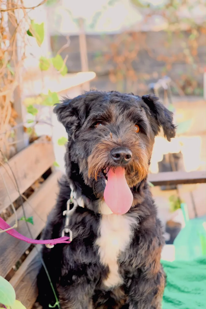 An adult small-sized female Schnoodle dog named Nevaeh for adoption in San Diego, CA