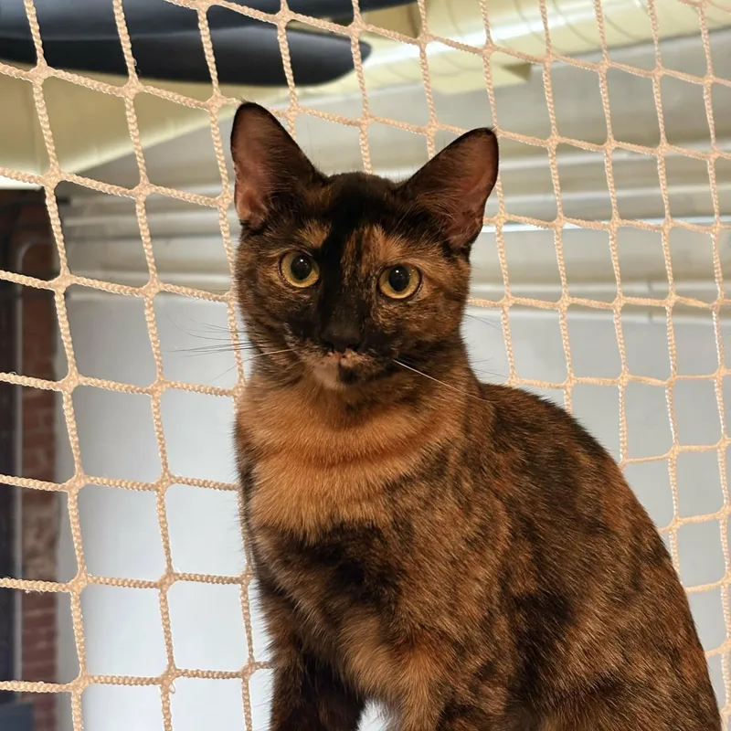 A baby medium-sized female Tortoiseshell Domestic Short Hair cat named Foxy for adoption in Santa Clara, CA