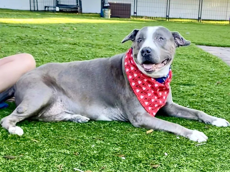 A senior extra large-sized male Staffordshire Bull Terrier dog named Taz for adoption in MARATHON, FL