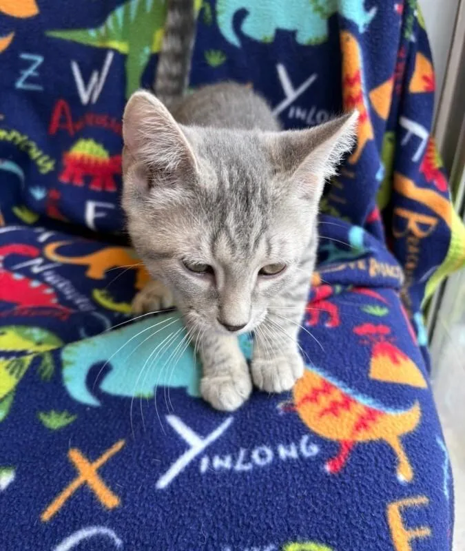 A young medium-sized male Tabby (Gray / Blue / Silver) Domestic Short Hair cat named Buckley for adoption in Warren, PA