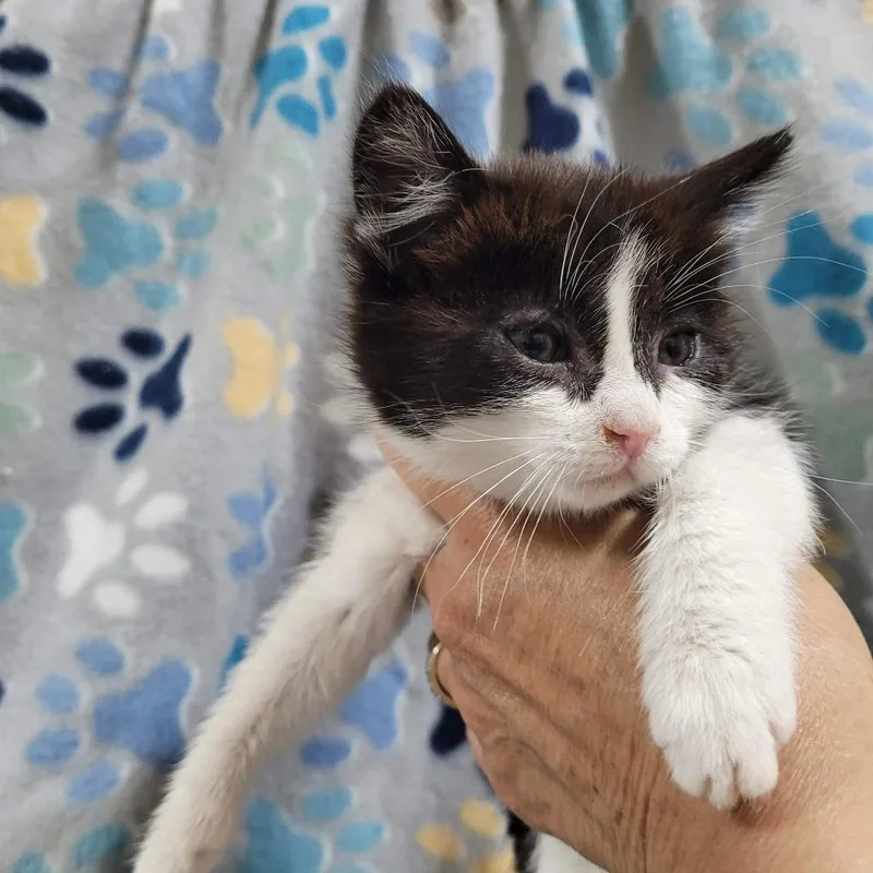 A baby small-sized female Black Domestic Short Hair cat named Pip for adoption in Traverse City, MI