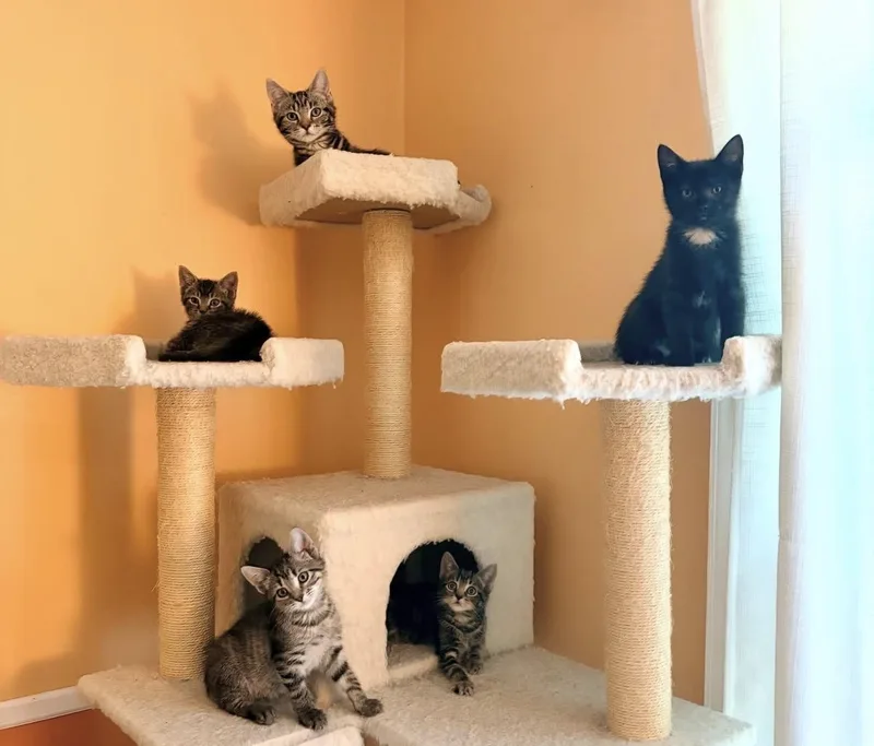 A baby small-sized male Black Domestic Short Hair cat named Rocky for adoption in Alexandria, VA
