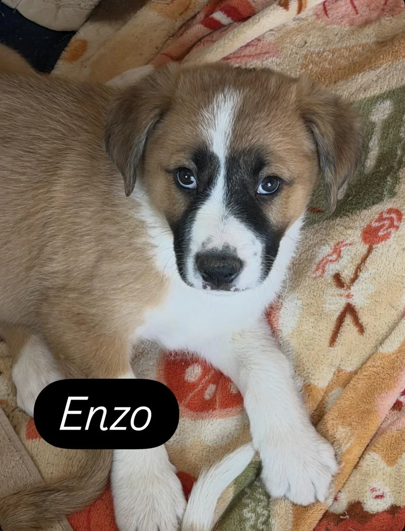 A baby large-sized male Tricolor (Brown, Black, & White) Saint Bernard dog named Enzo for adoption in Gilbert, AZ