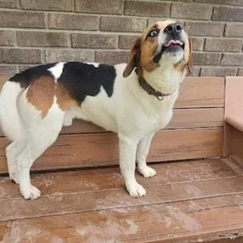 An adult medium-sized male Beagle dog named Jake WV for adoption in Fairfax, VA
