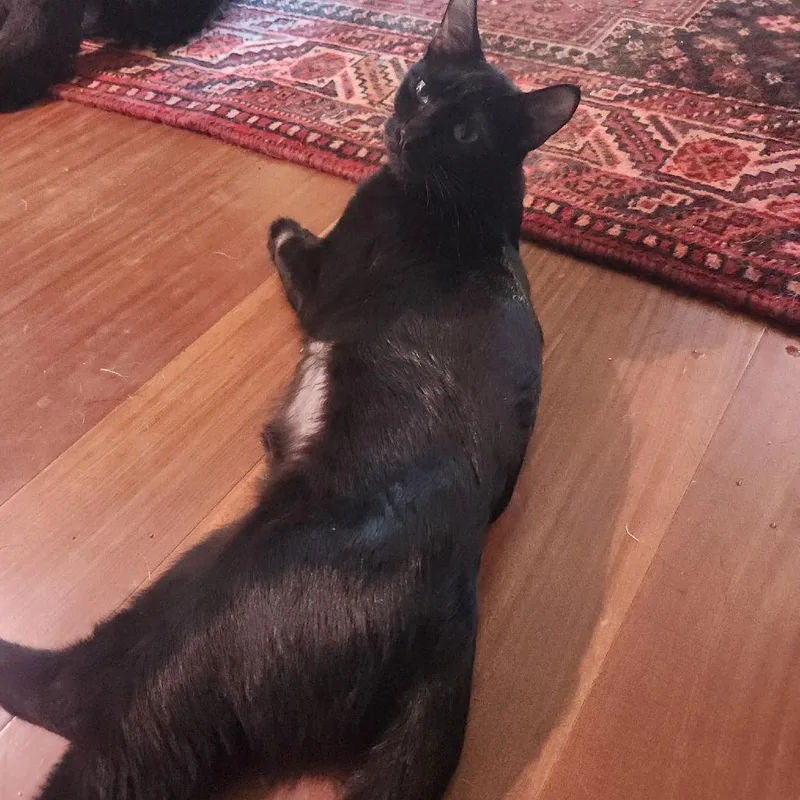 A young medium-sized female Domestic Medium Hair cat named Ollie for adoption in Stagecoach, NV