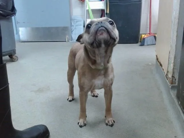 Hank